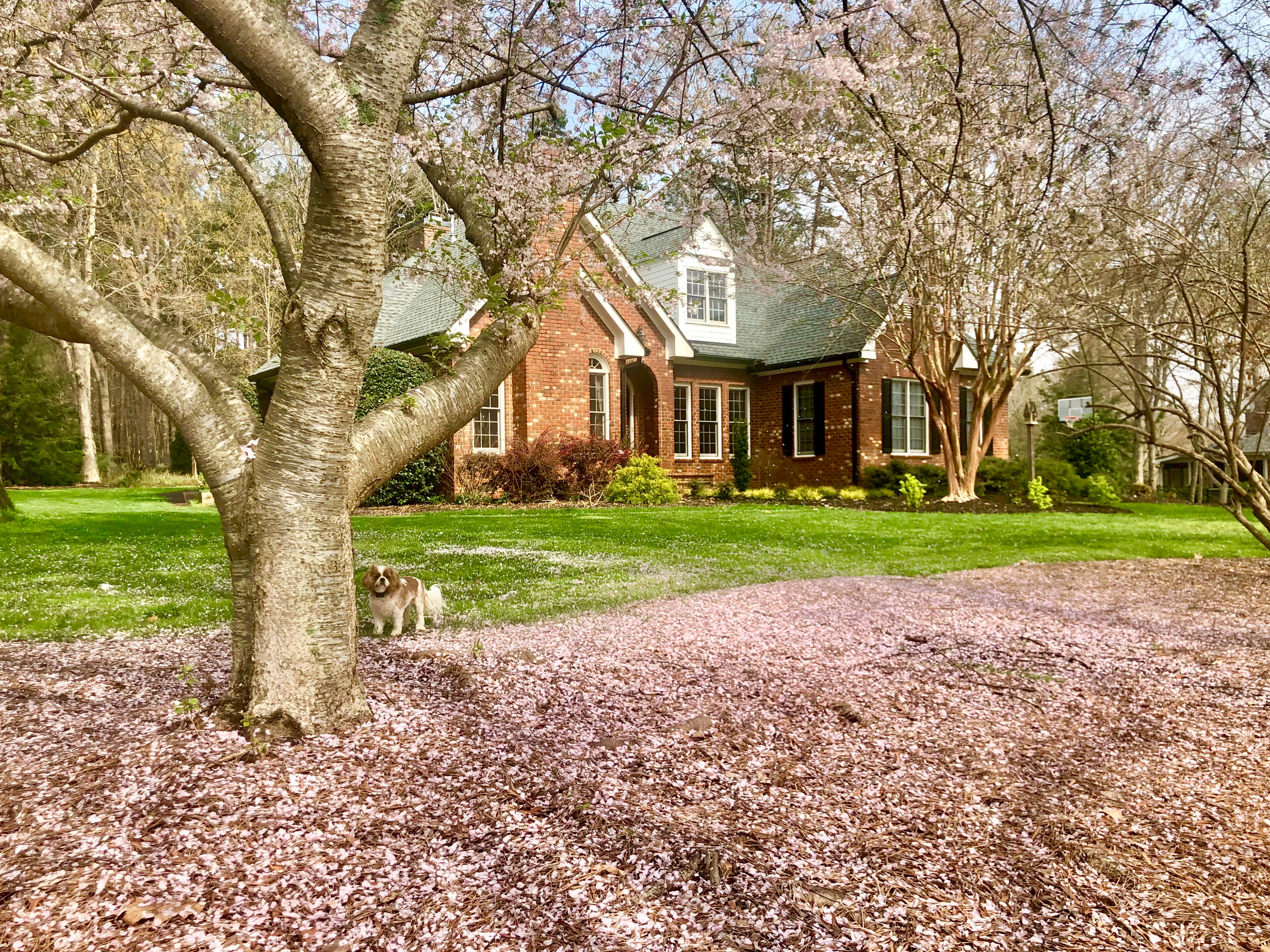 Japanese cherry anchoring the front yard
