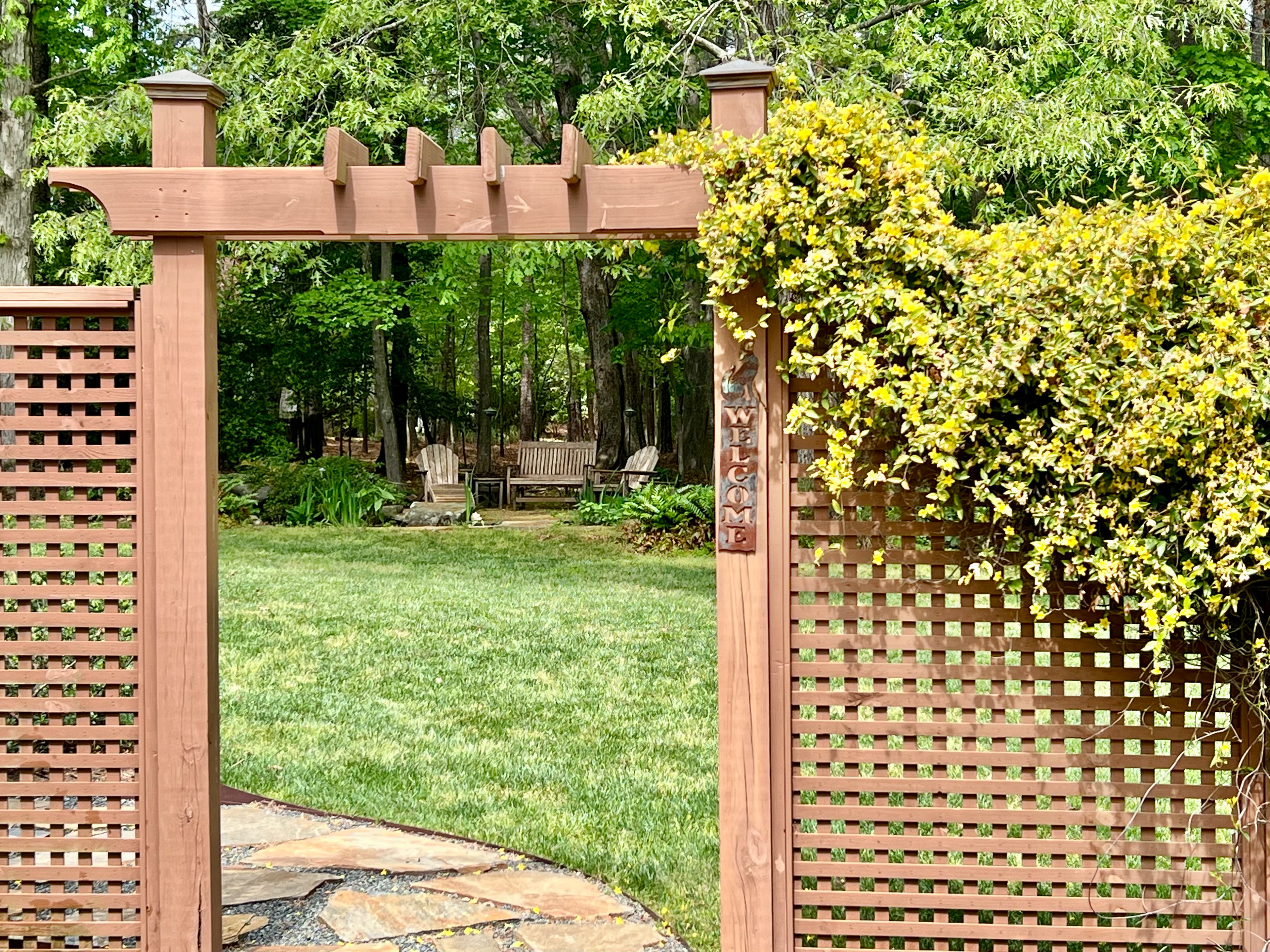 Carolina jasmine welcomes you to the backyard