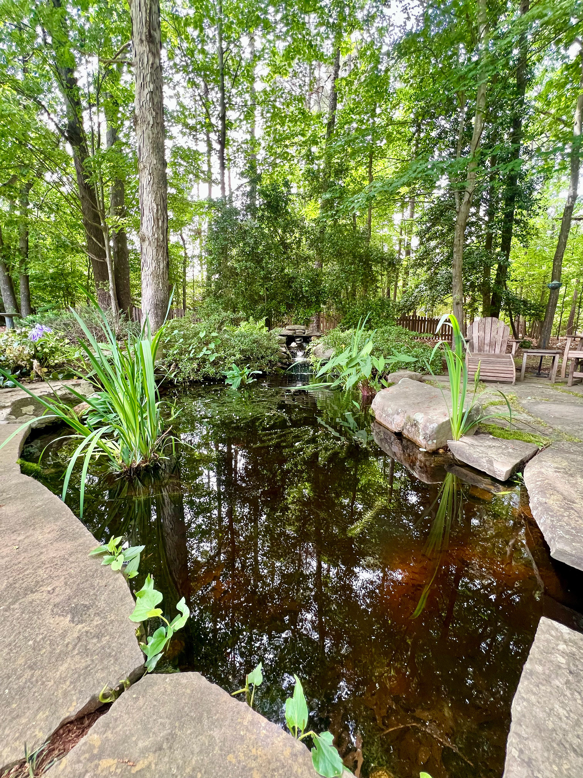Large goldfish/koi pond with waterfall