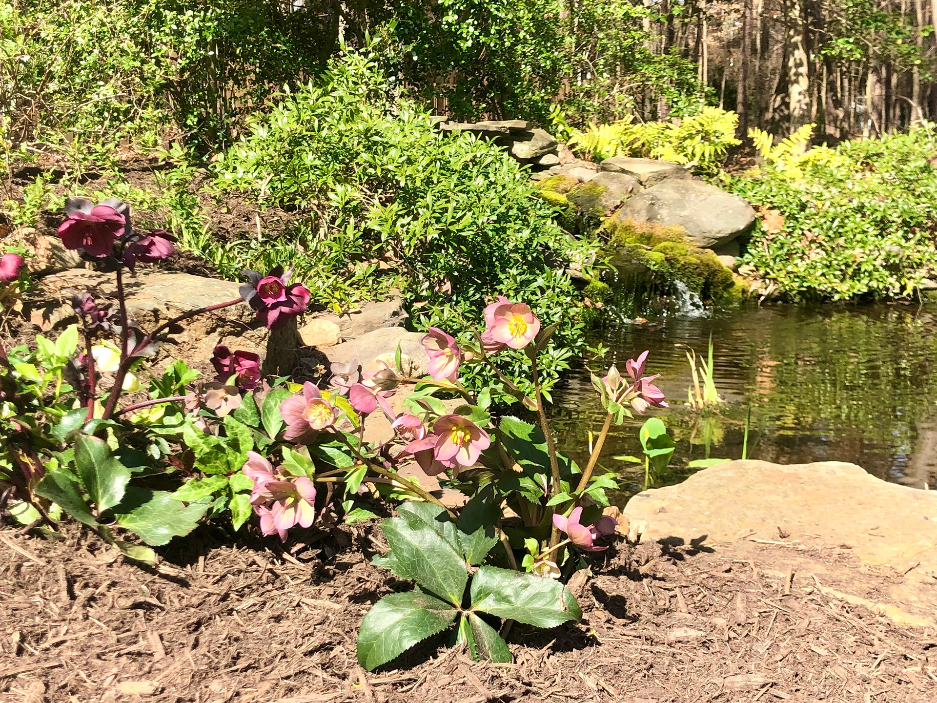 Flowers by goldfish/koi pond