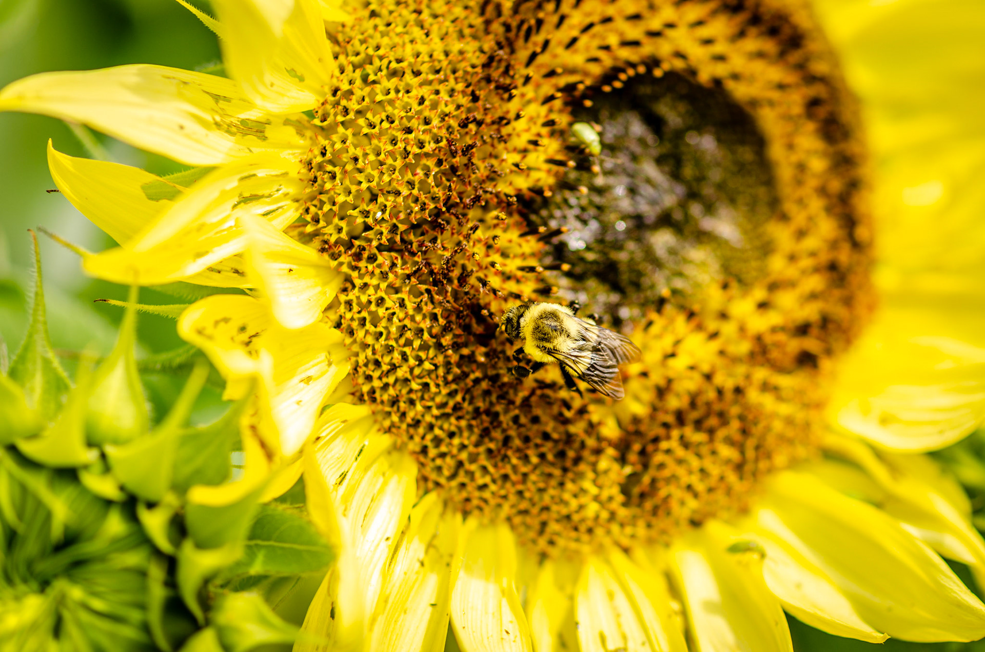 Bumble Bee on sunflower