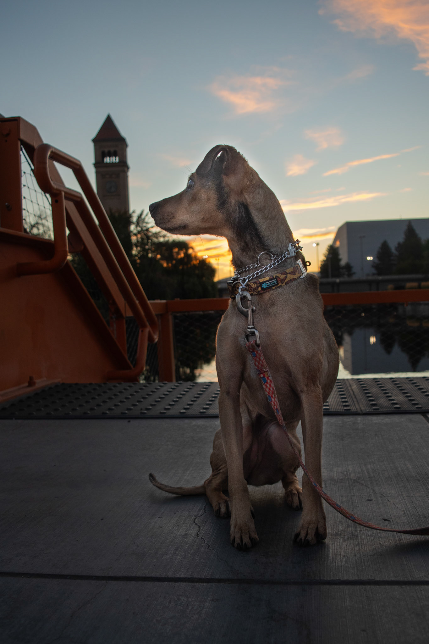 Riverfront at Sunrise with Dog