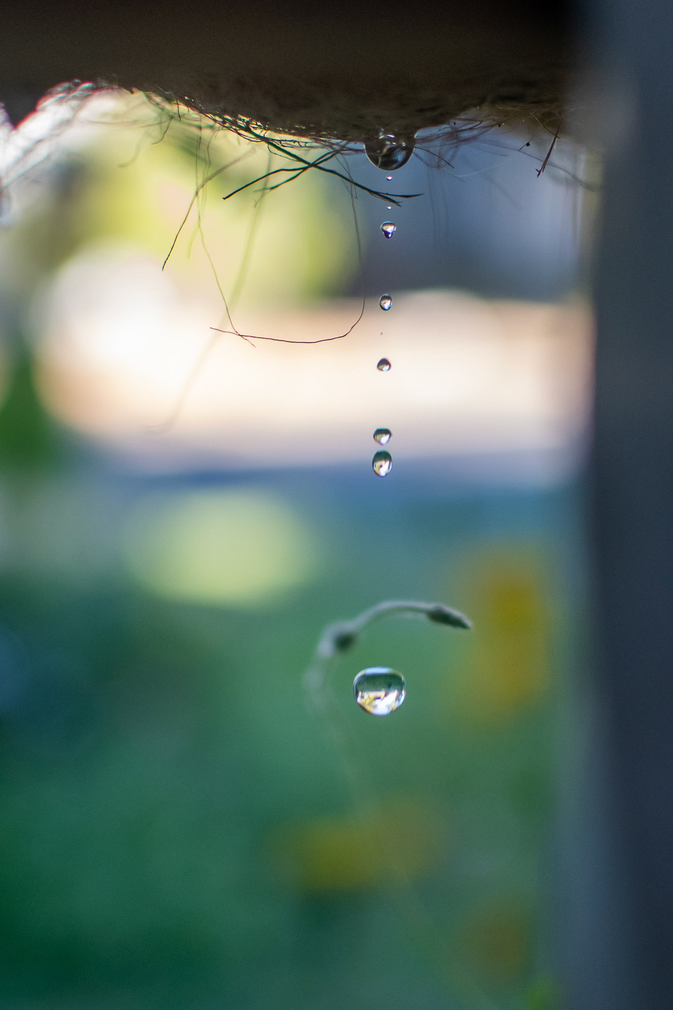 Water Drops