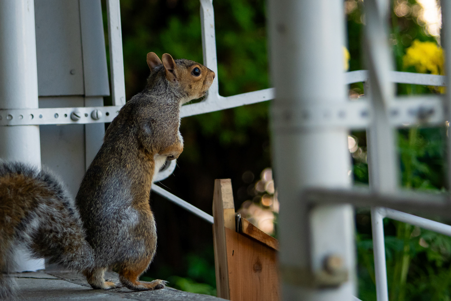 Squirrel
