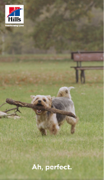 Benny finds a stick
