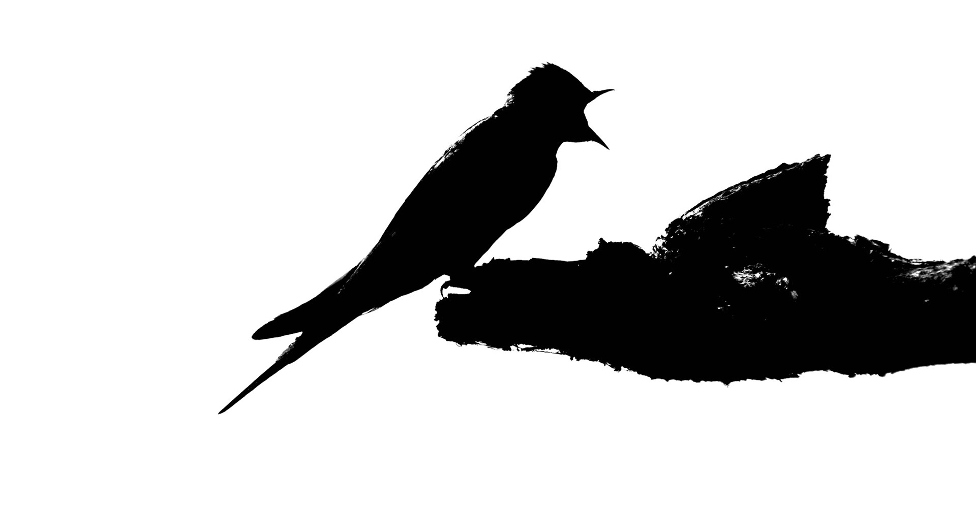 B&W Bird Silhouette Set #1