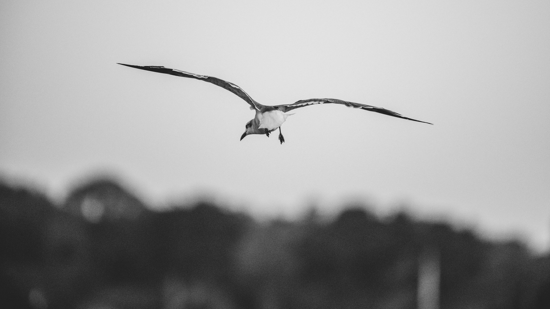 Pitt Street Seagulls #5