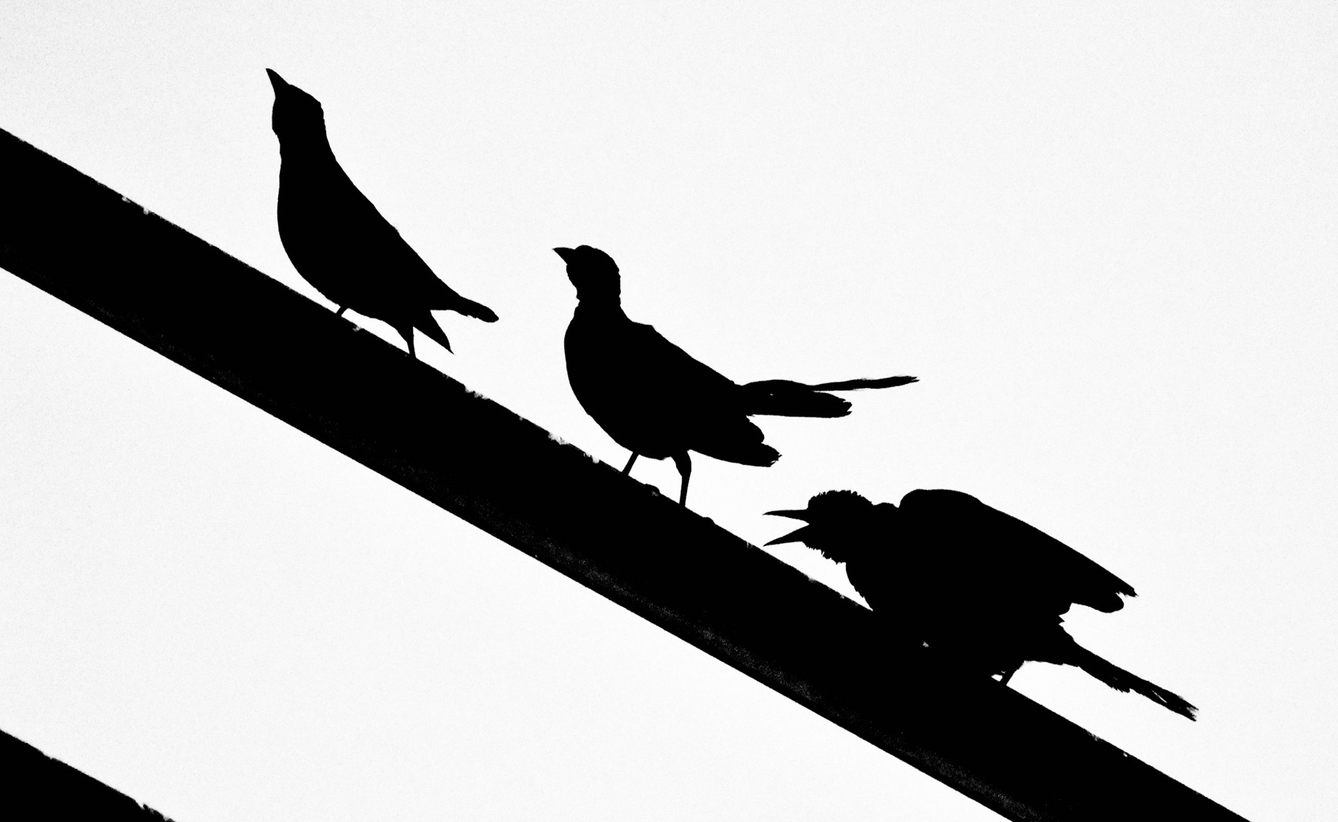 B&W Bird Silhouette Set #3