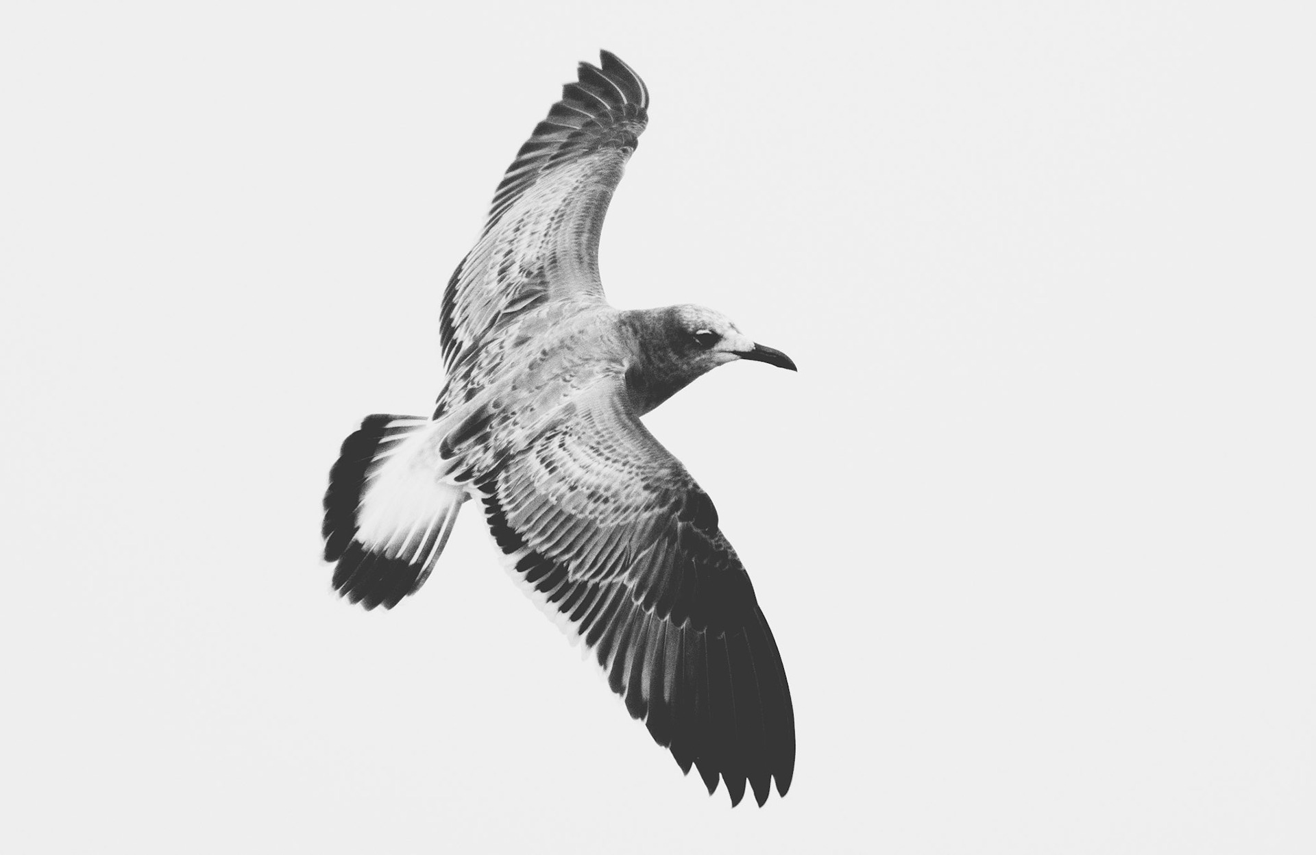 Pitt Street Seagulls #1
