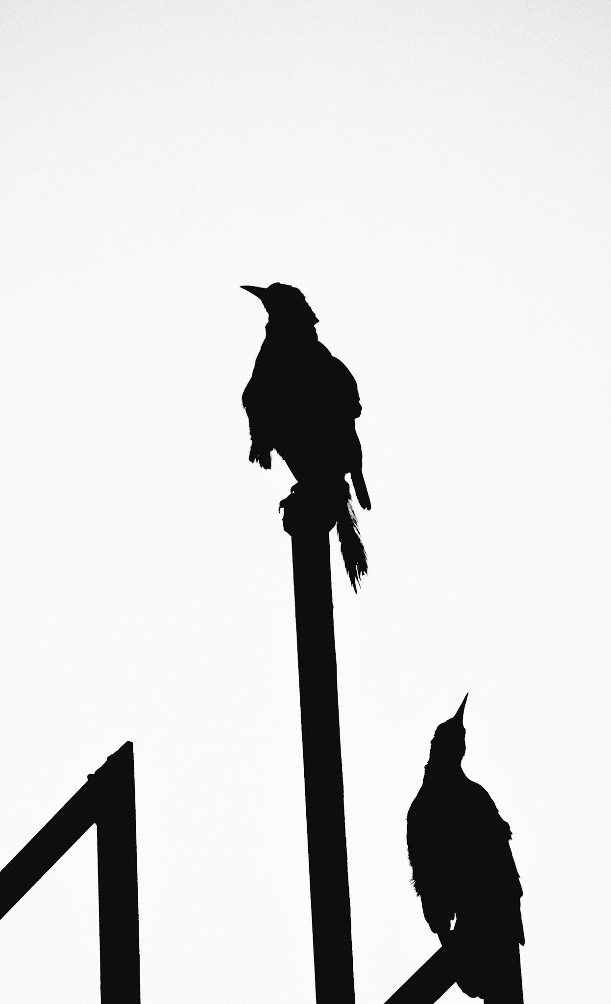 B&W Bird Silhouette Set #2