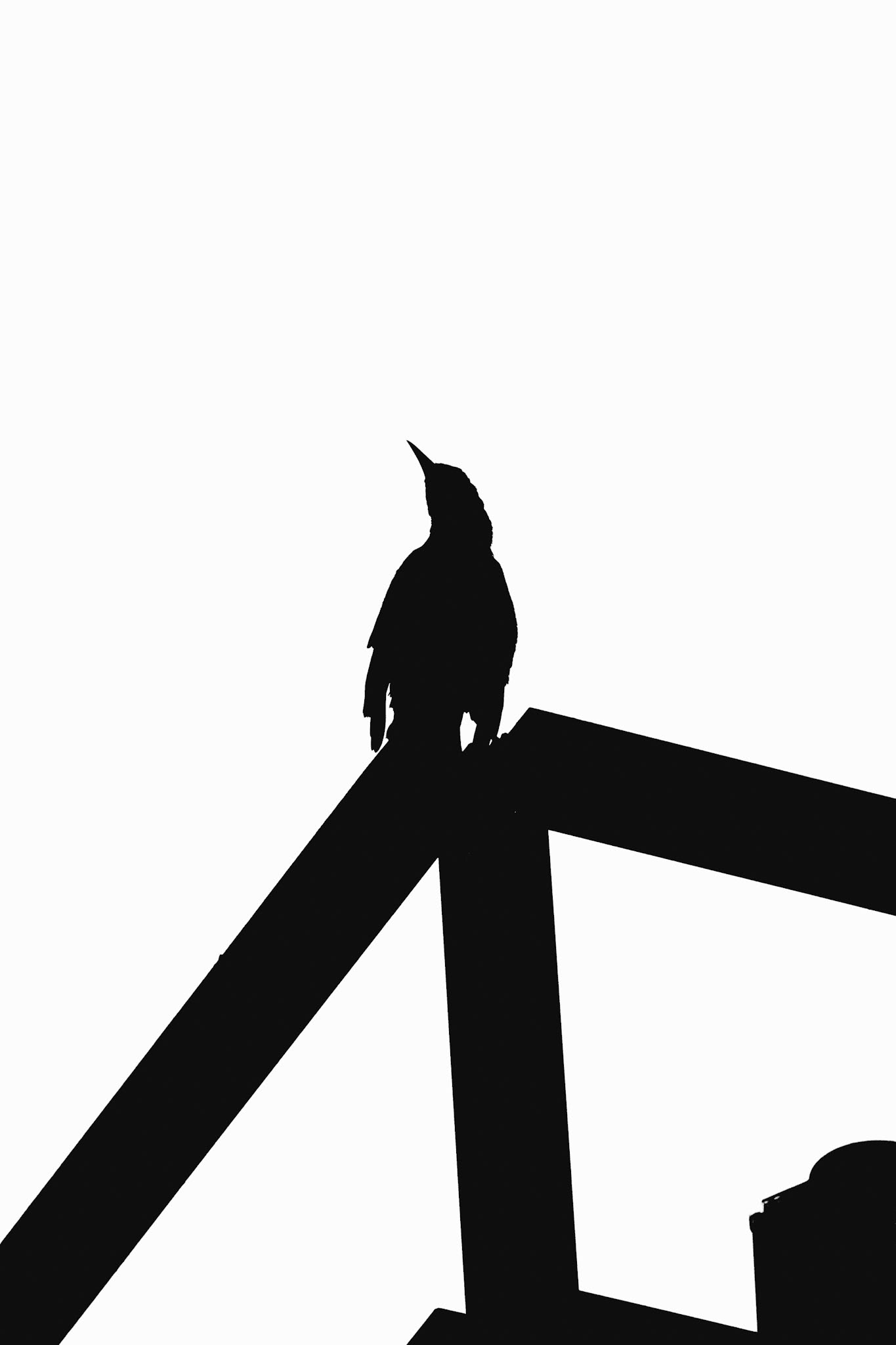 B&W Bird Silhouette Set #5
