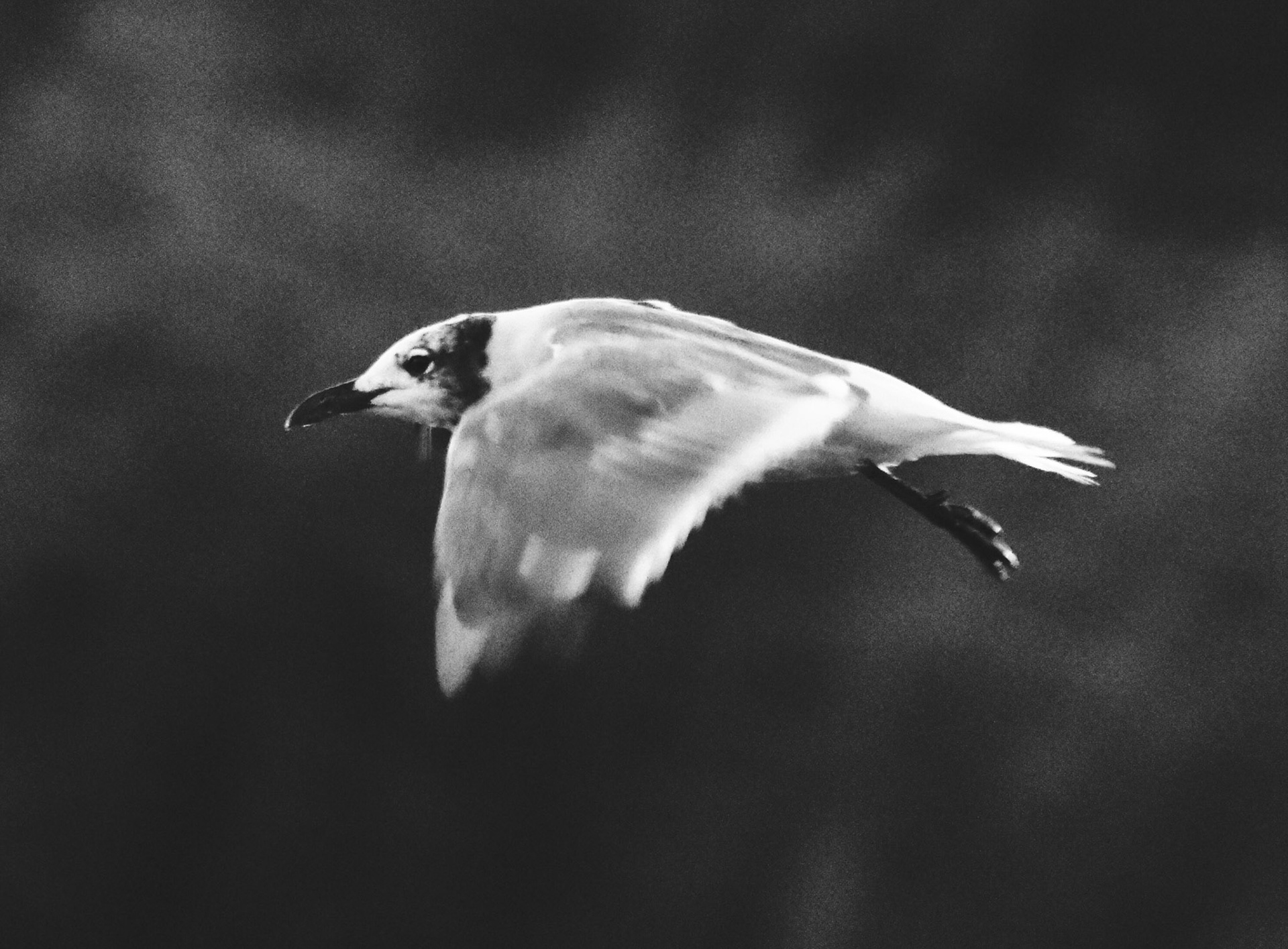 Pitt Street Seagulls #4