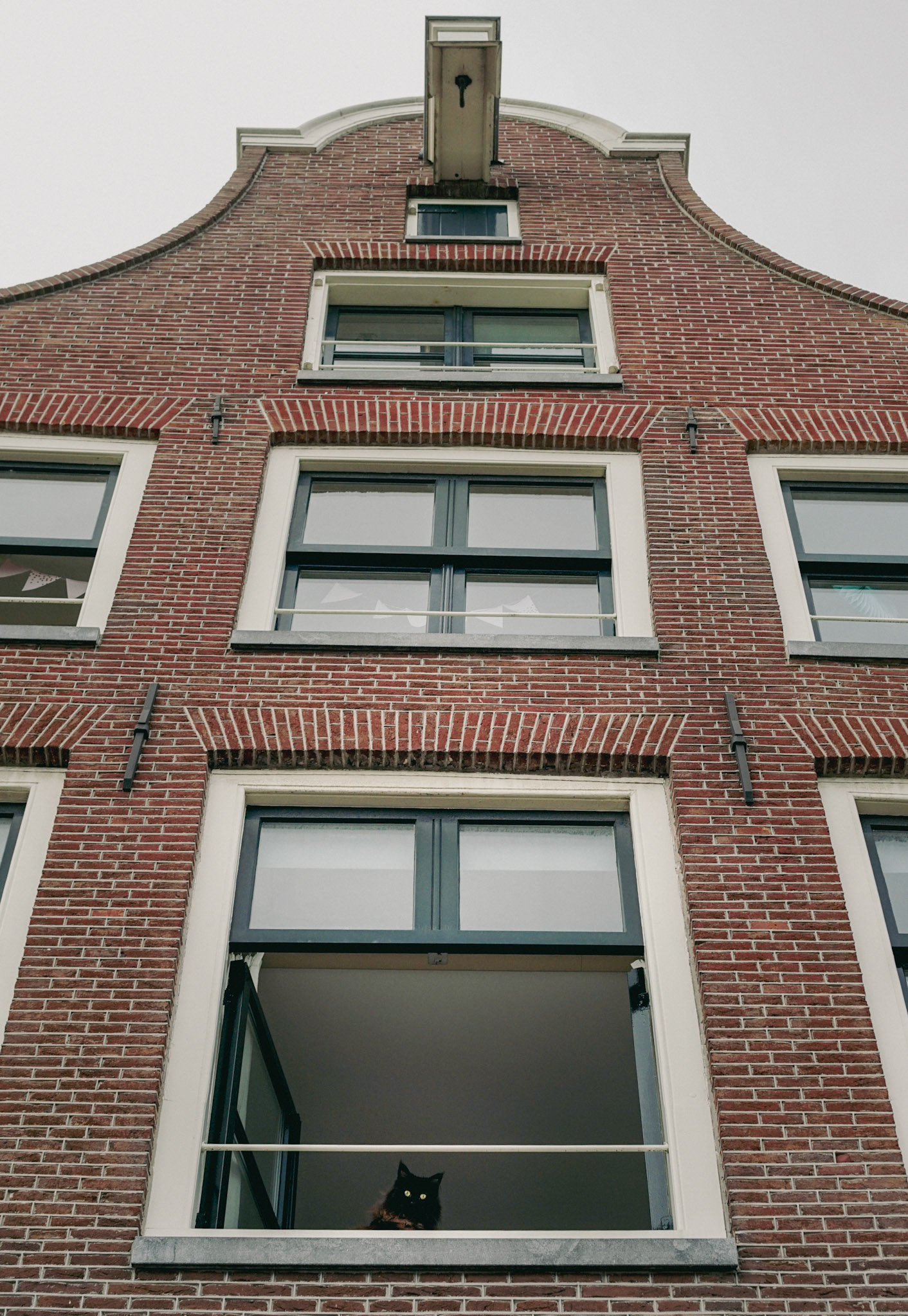 Curious fellow resident of Amsterdam fixes passerbys with a gaze. 