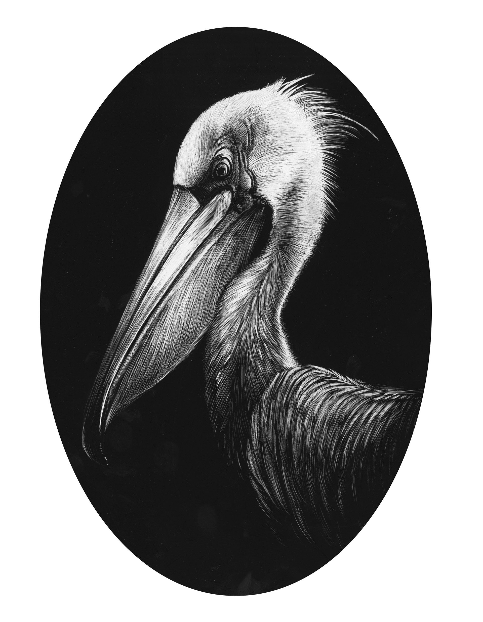 Pelican ; Scratchboard 