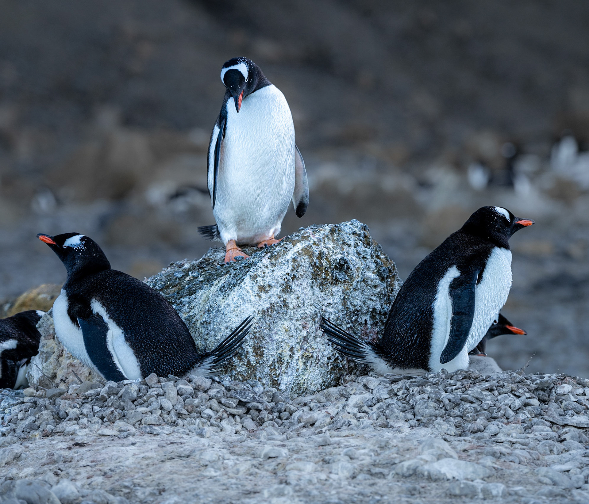 King of the Hill, Gentoo penguins, Brown Bluff