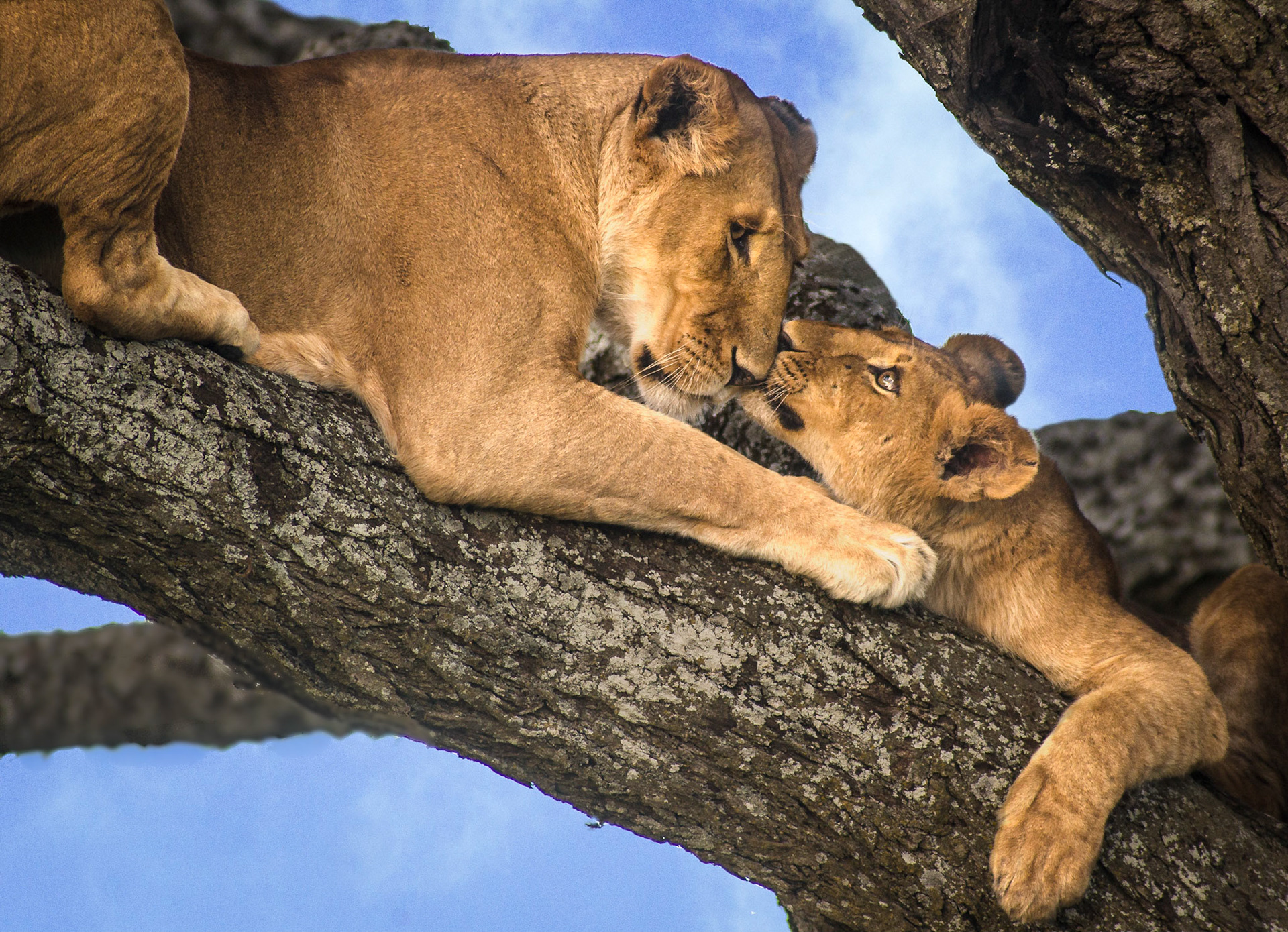 "Bonding", Serengeti National Park, 2011