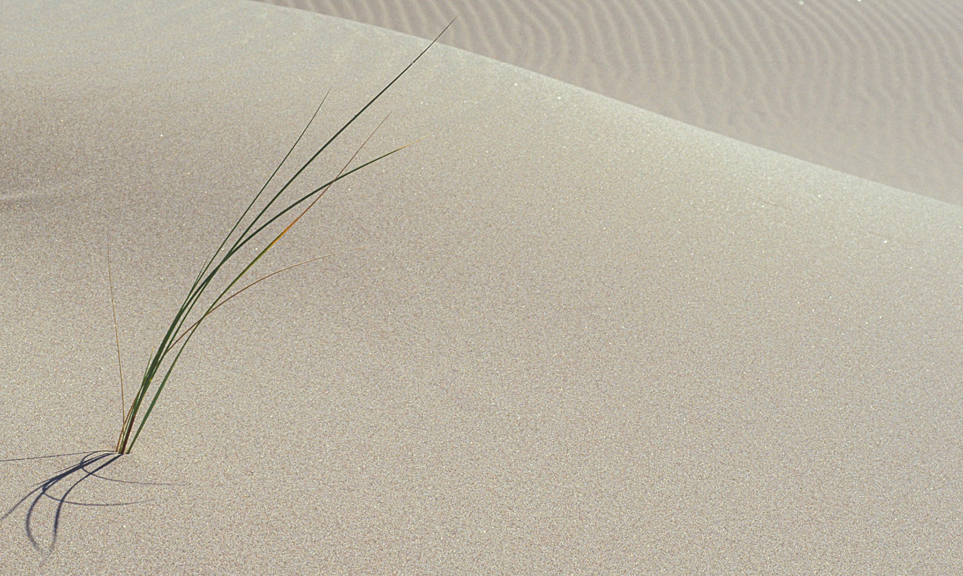 "Koren's Grass", 2001