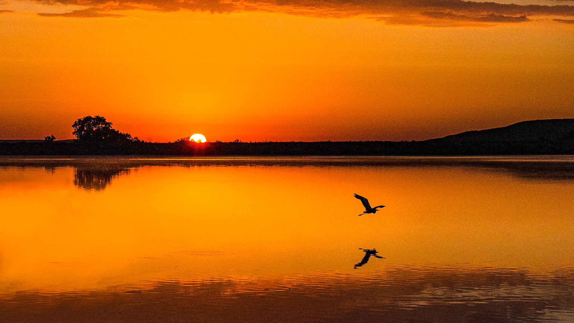 As the sun rises over Chase County Fishing Lake a Great Blue Heron makes its way across the water.