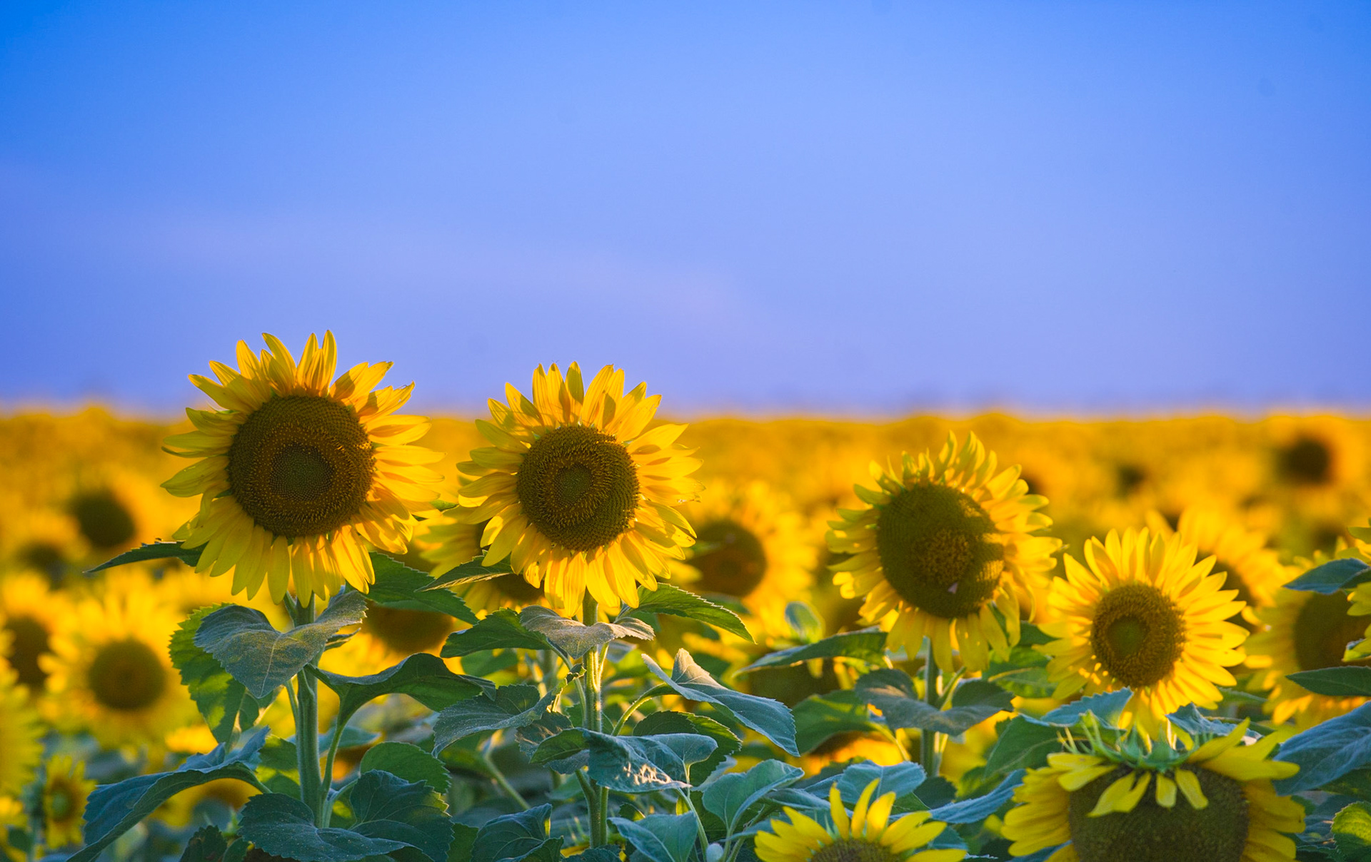 Sunflowers beneath a clear blue sky, photographed west of Newton in 2010