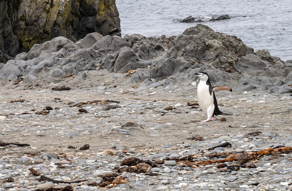 Chinstrap penguin, Snow Island, South Shetland Islands