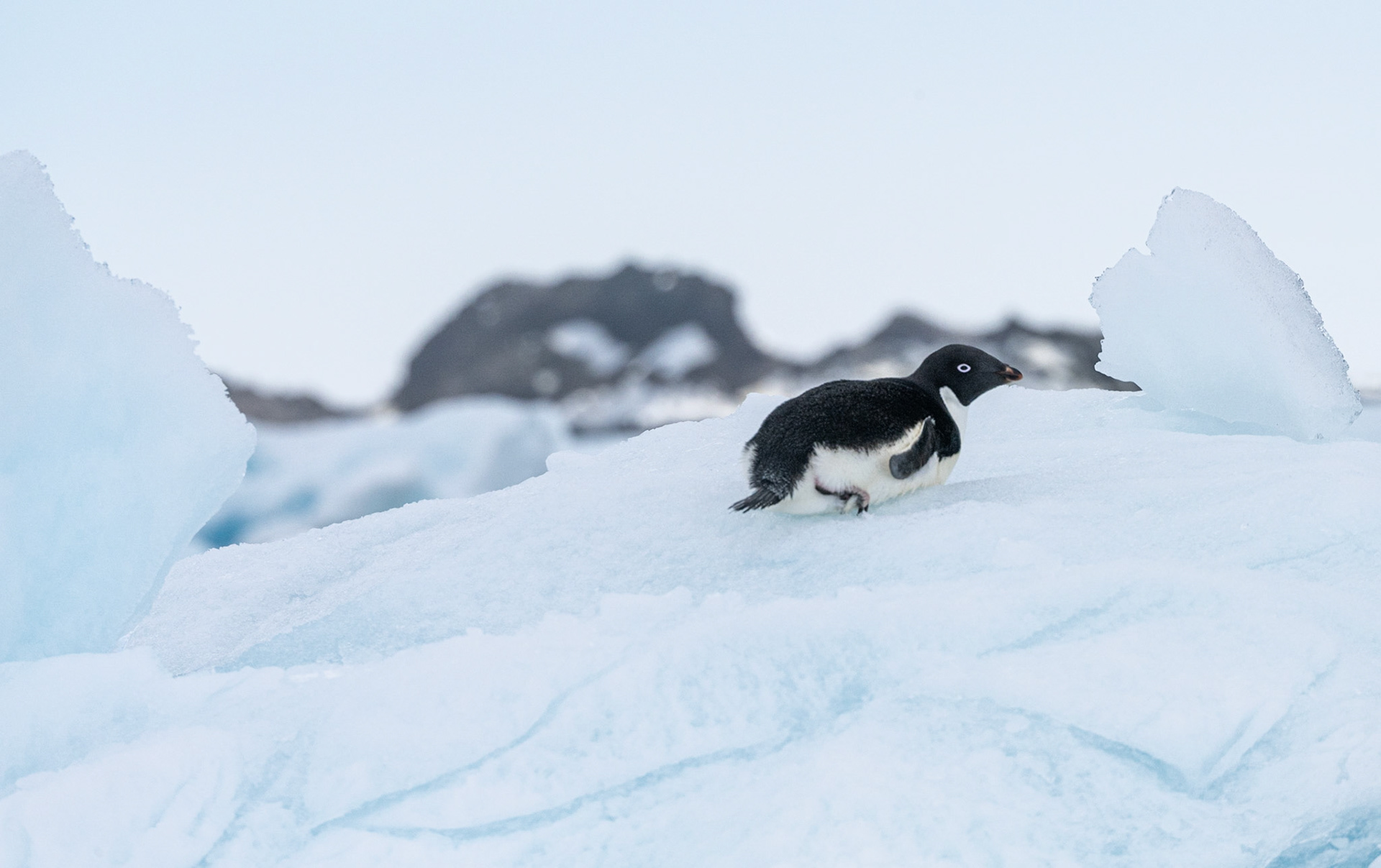 Adélie penguin, Kinnes Cove