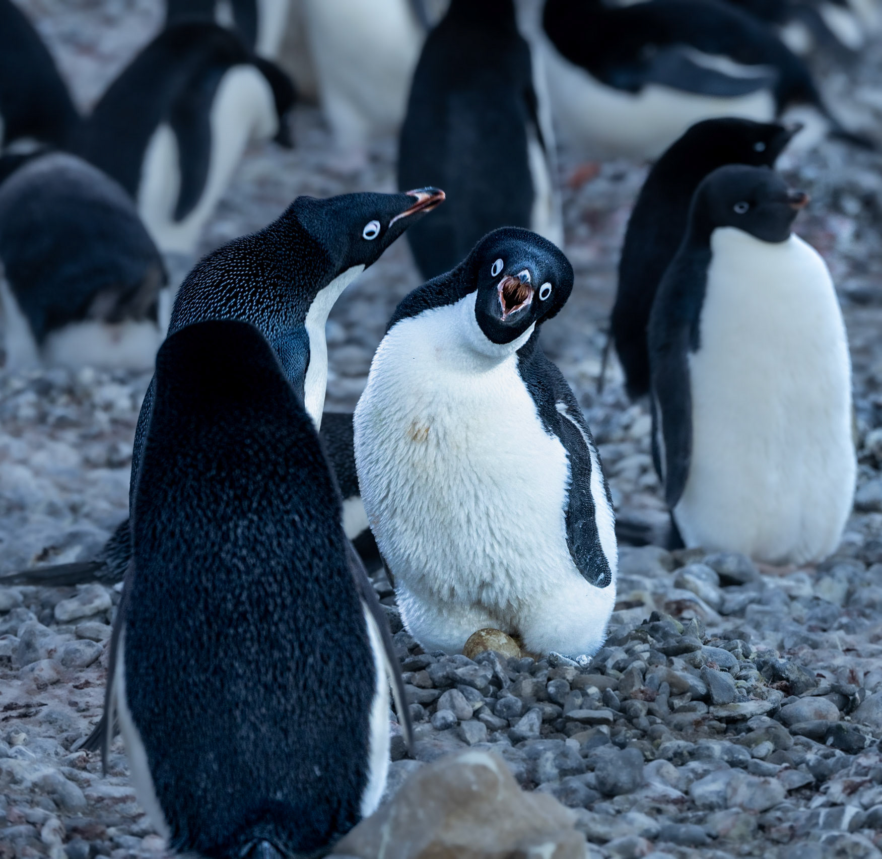 Penguin Talk, Brown Bluff