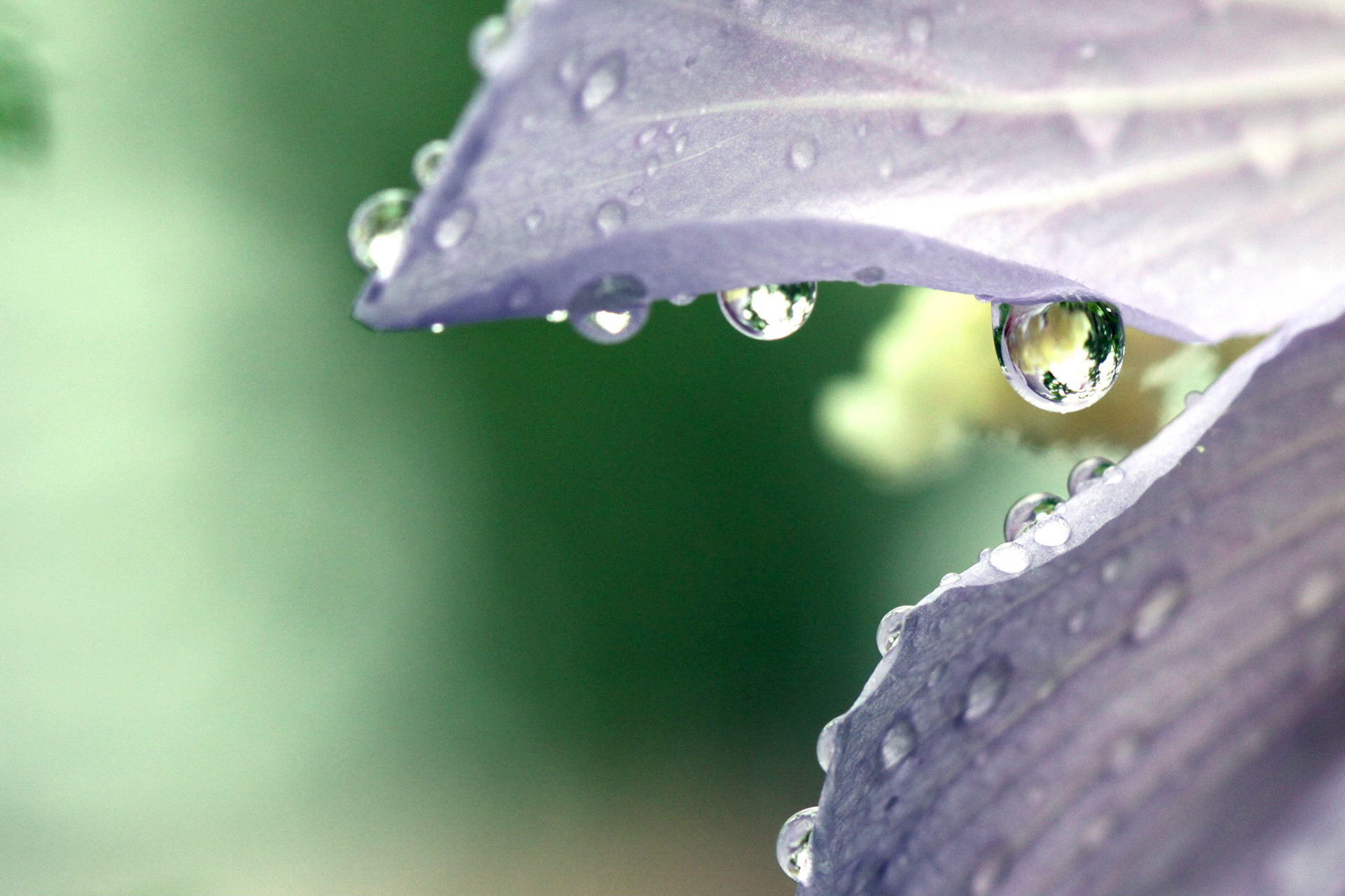 Of all the water drop shots from my rainy morning photowalk, this is my favorite. I love the refraction of the white flowers in the largest drop, along with the curves of the flower, and how the light green and purple play off each other.