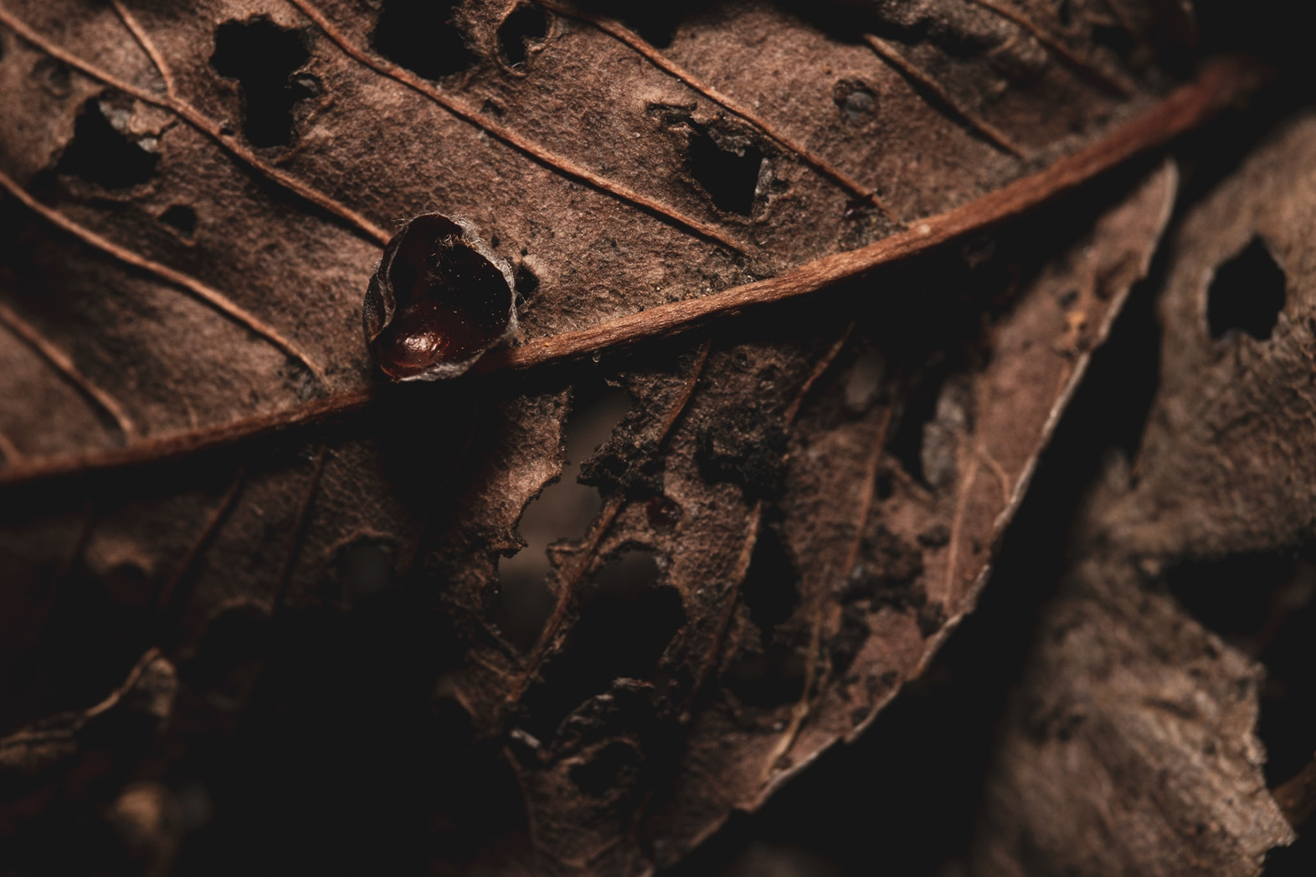 A close up macro shot of leaves in decay.