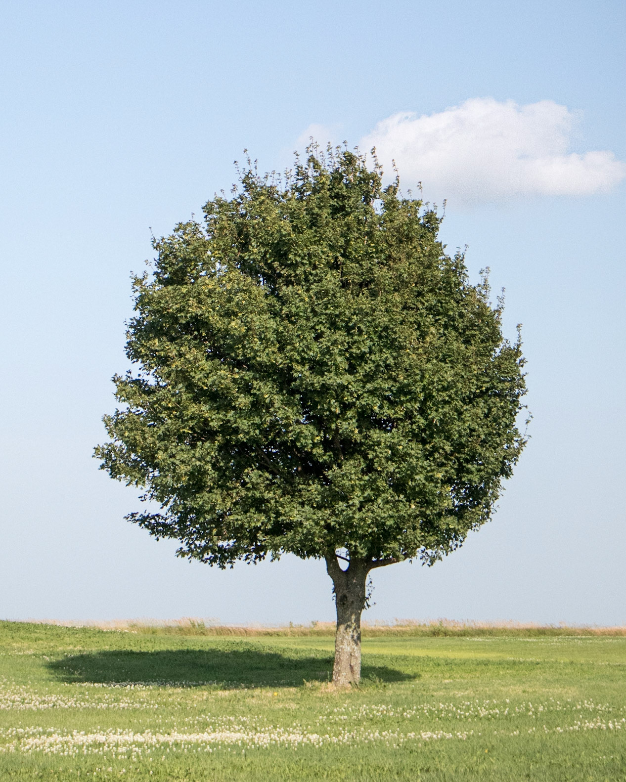 Of all the shots I took on this trip, this one more than any other screamed "summer vibes". The tree, the little bit of shade it threw on the ground, and the cloud all work together with the light summer colors to just completely set the scene. And, yes, it felt as hot as it looks.