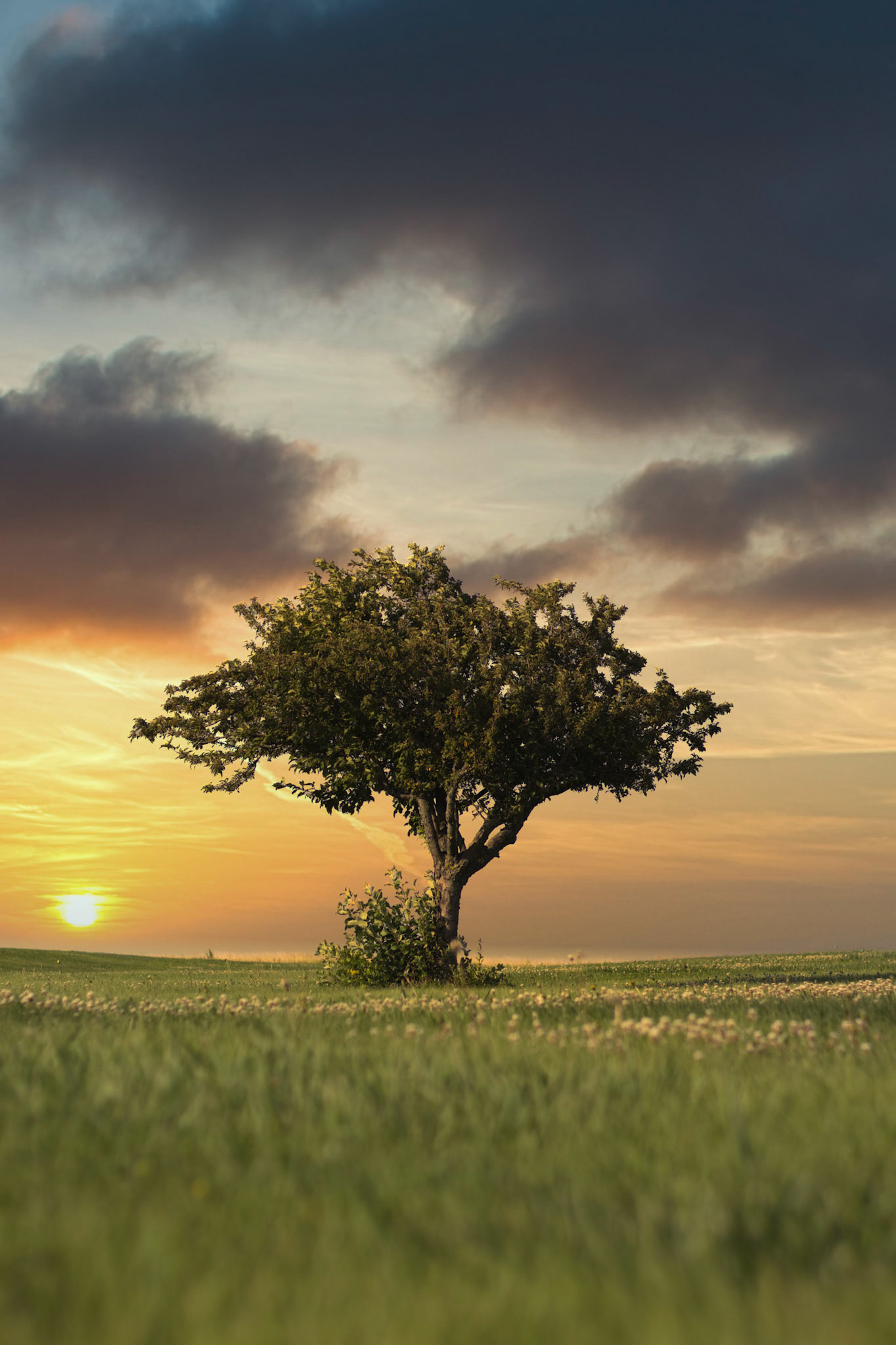 A tree on the plains, at sunset.