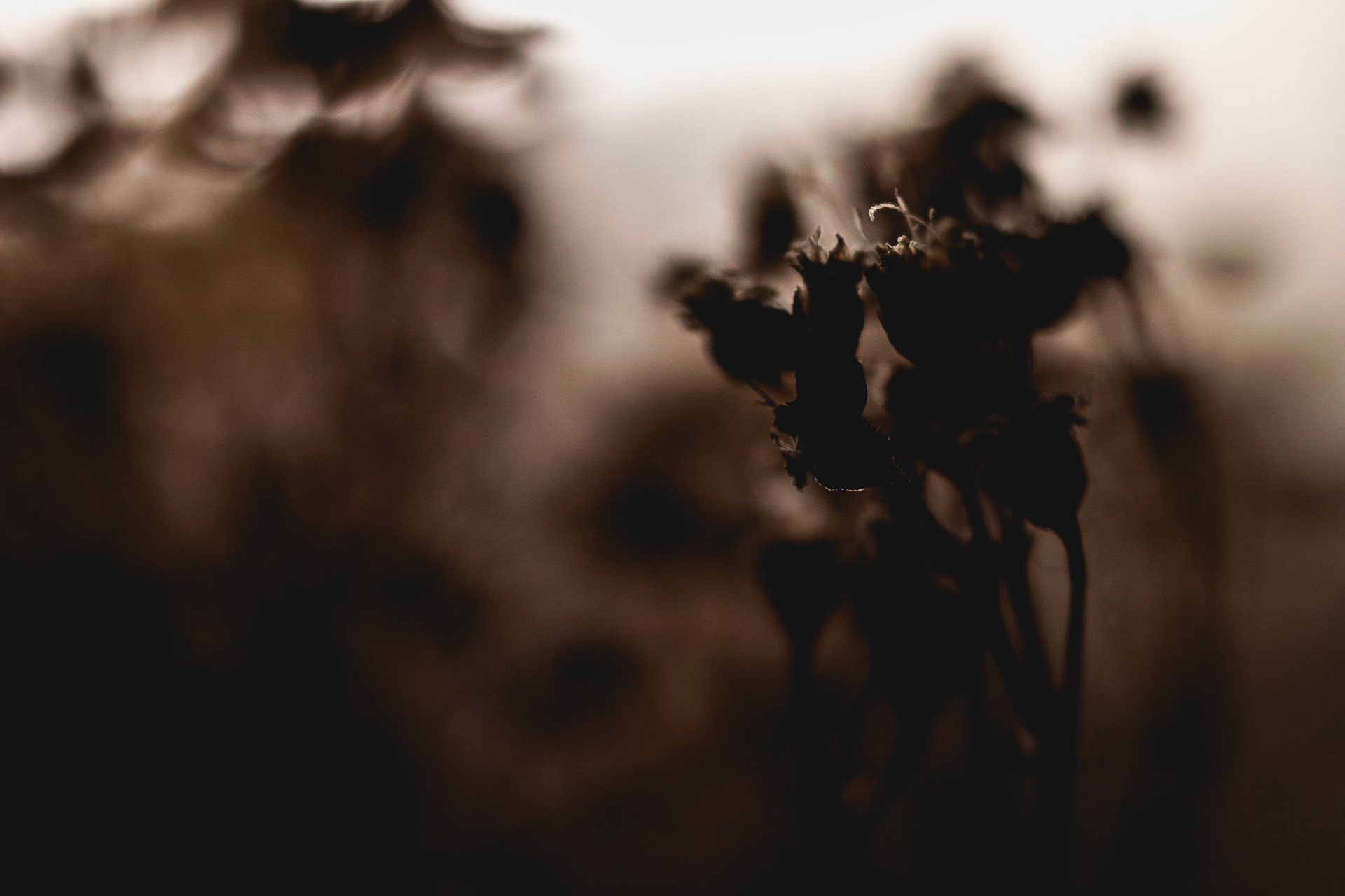 Dried flowers bluring into a washed out background.