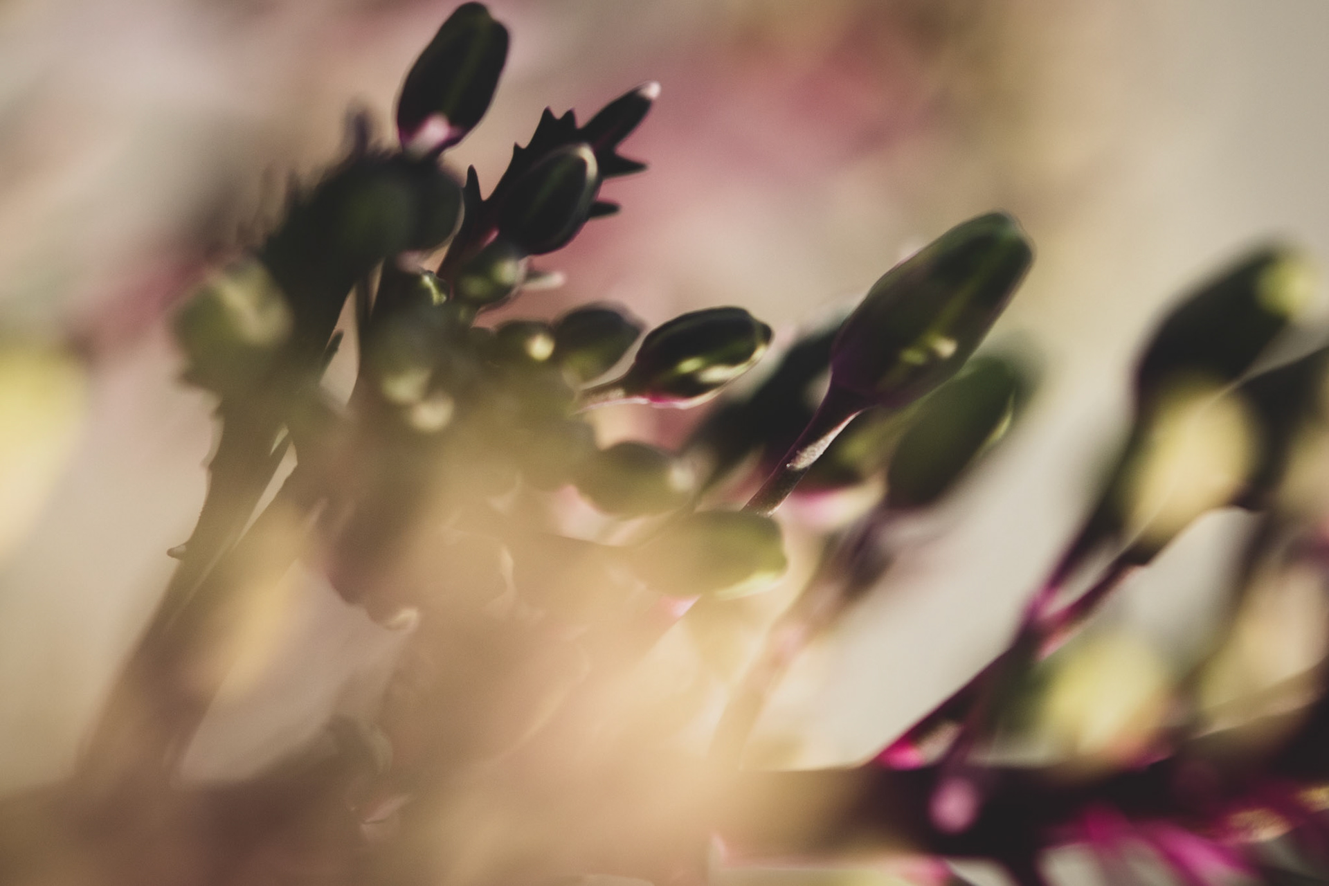 A dreamy little macro shot of some very small flower buds.
