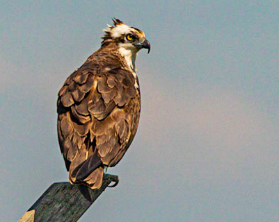 Osprey at Forsythe NWR