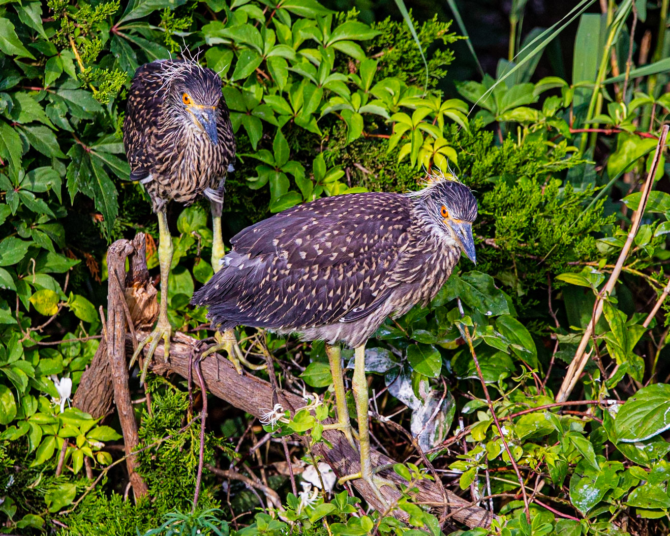 Black-Crowned Night-Heron Juveniles at Ocean City, NJ