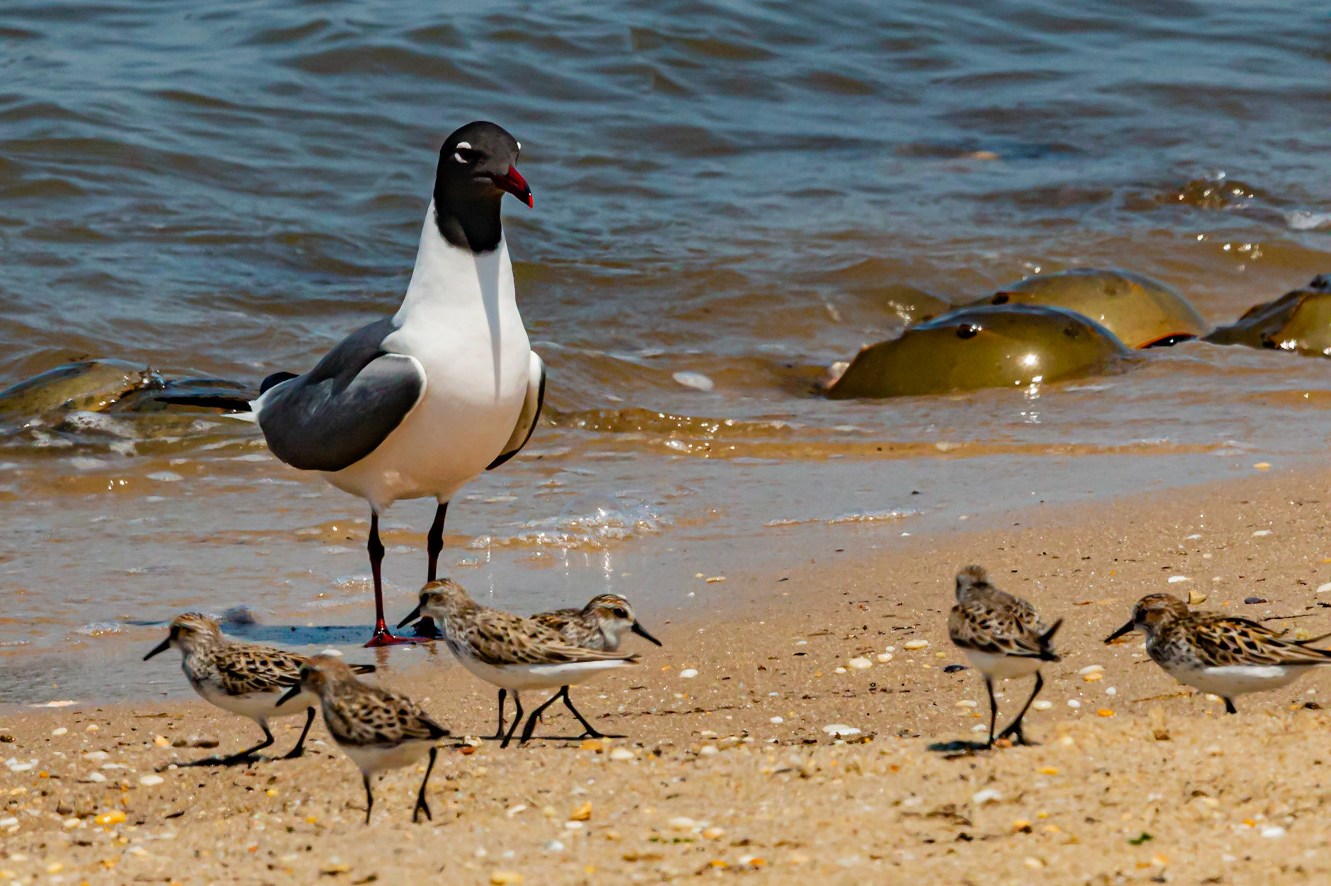 Laughing Gull Feasting Horseshoe Crab Eggs at Cape May