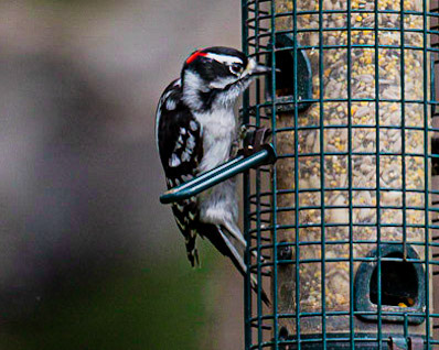 Downey Woodpeacker at Lake Hopatcong