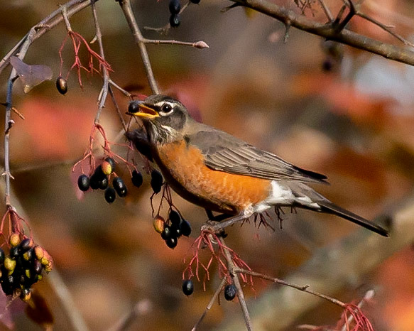 American Robin at Lake Hopatcong