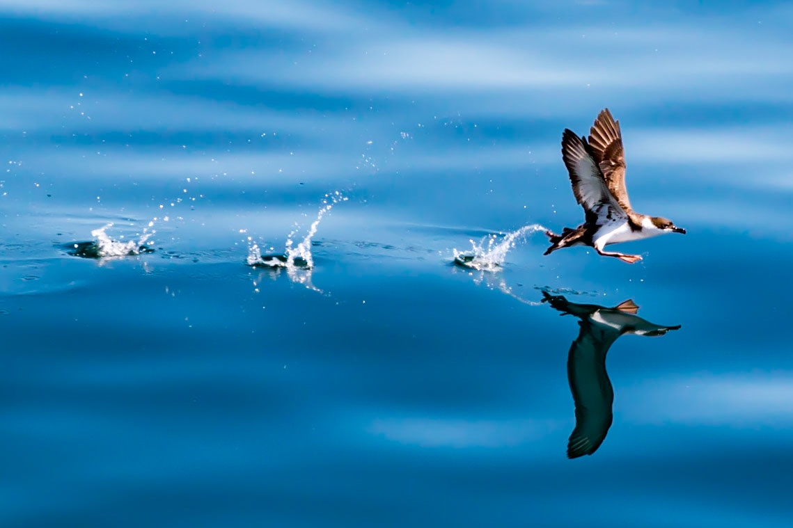 Greater Shearwater off Cape Cod