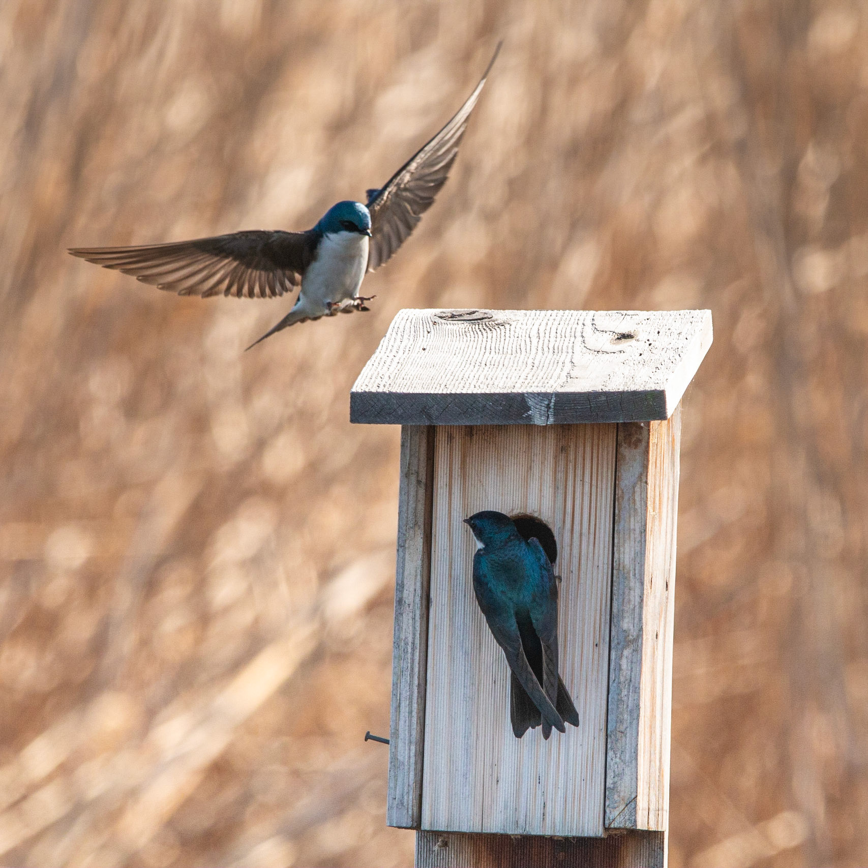 Tree Swallow at DeKorte Park