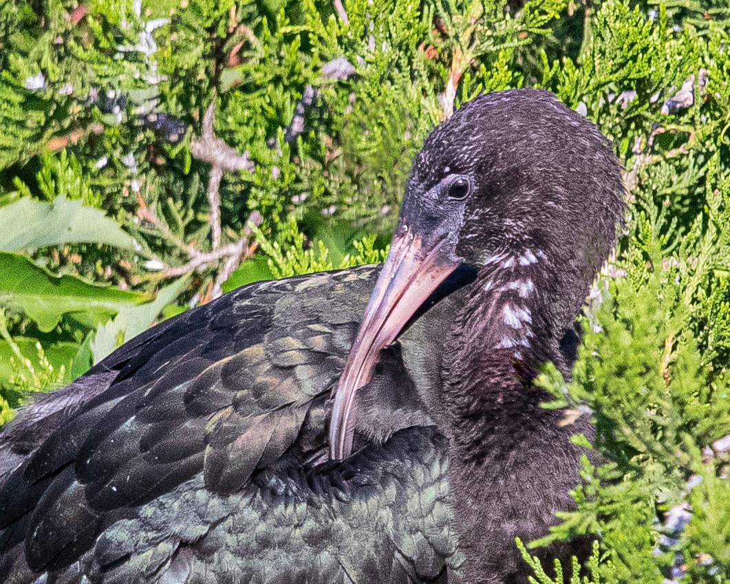 Glossy Ibis at Ocean City, NJ