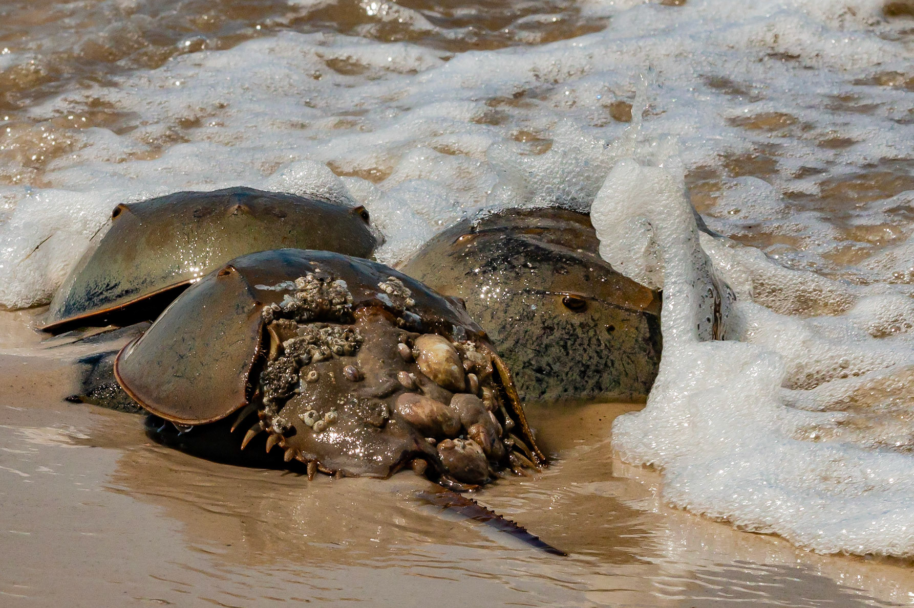 Horseshoe Crabs at Cape May
