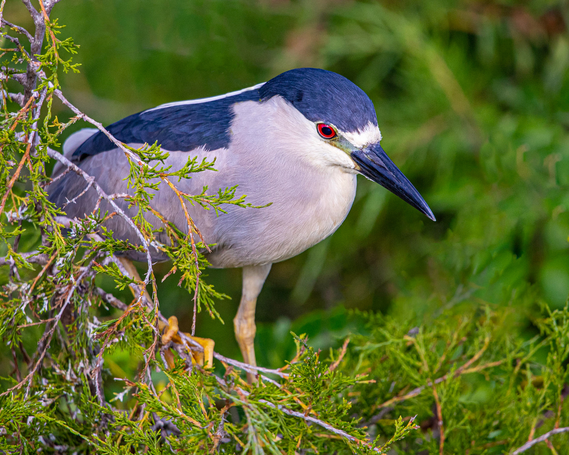Black-Crowned Night-Heron at Ocean City, NJ