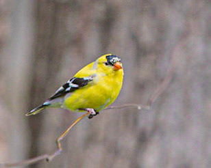 American Robin at Lake Hopatcong
