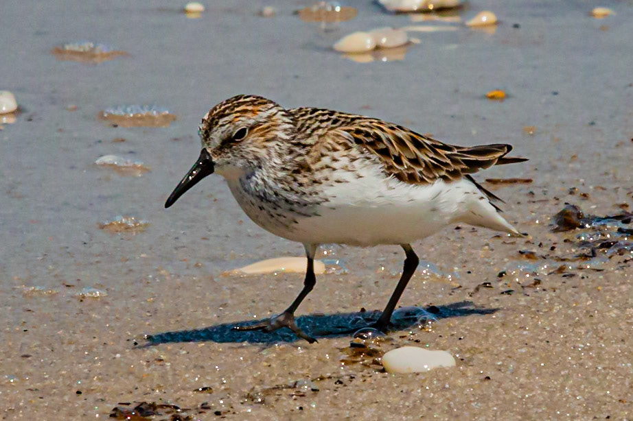 Sandpiper at Cape May
