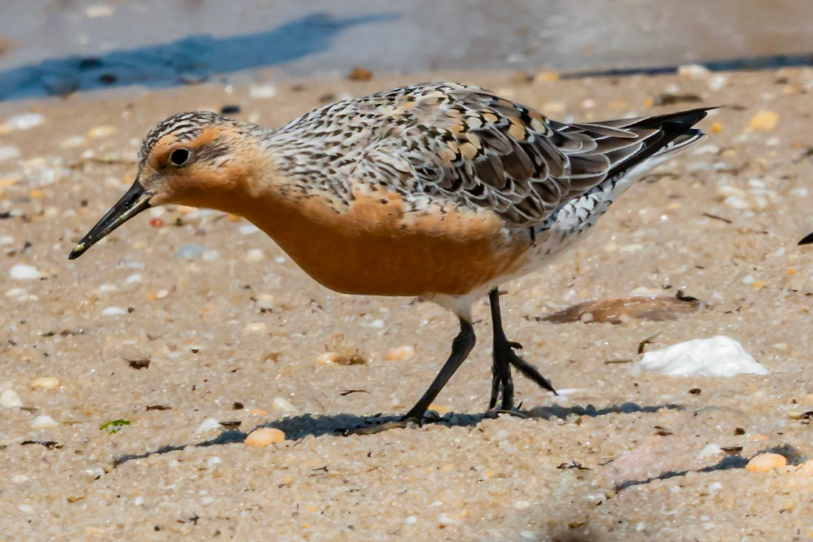 Red Knot at Cape May