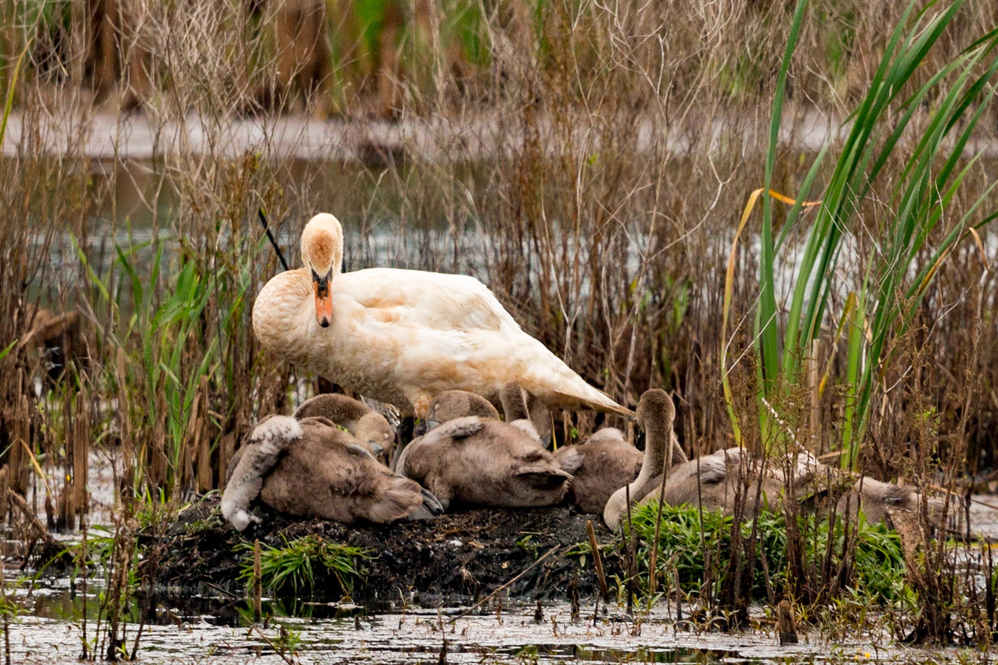 Mute Swan with Swanlings at Liberty Loop