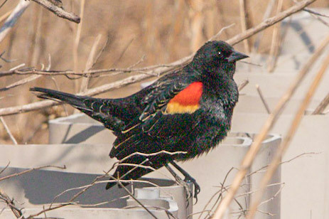 Read-Winged Blackbird at Mill Creek Marsh