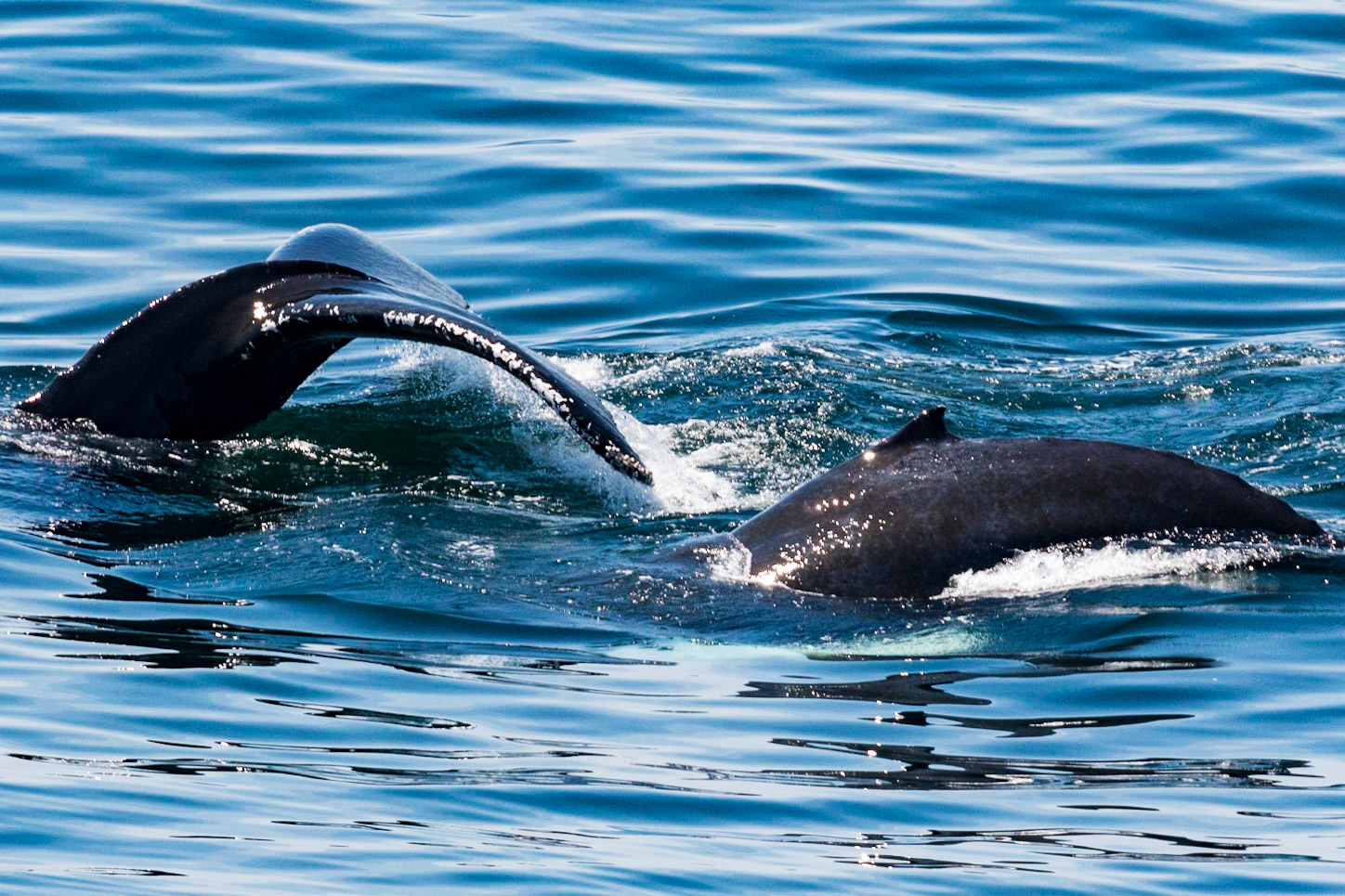 Humpback Whales Near Capte Cod