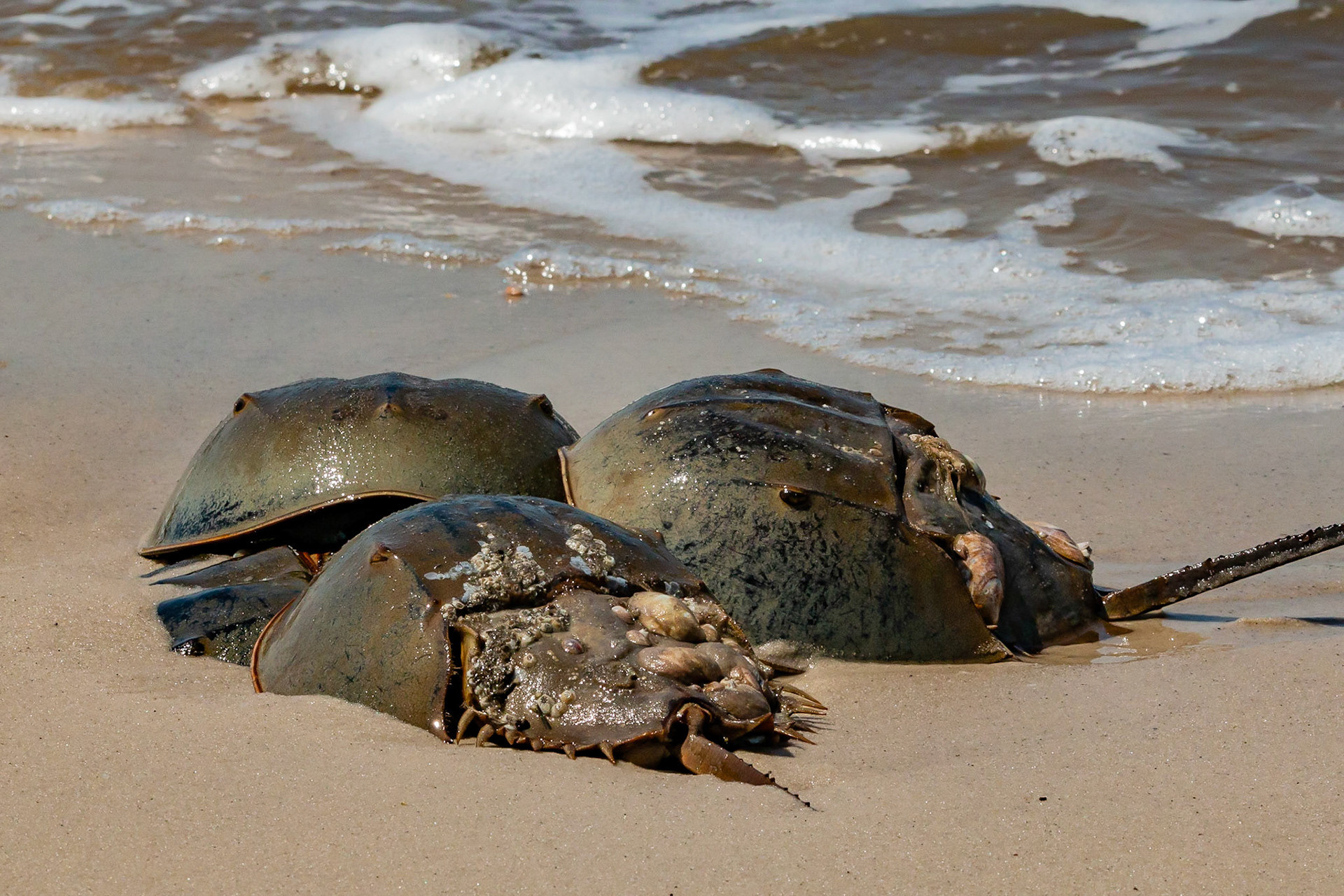 Horseshoe Crabs at Cape May