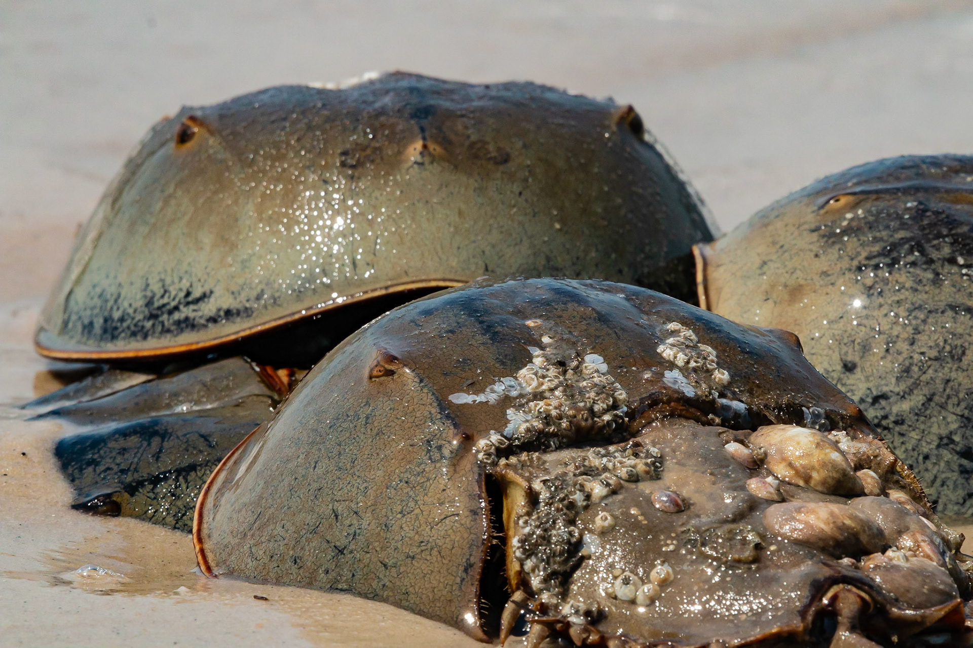 Horseshoe Crabs at Cape May